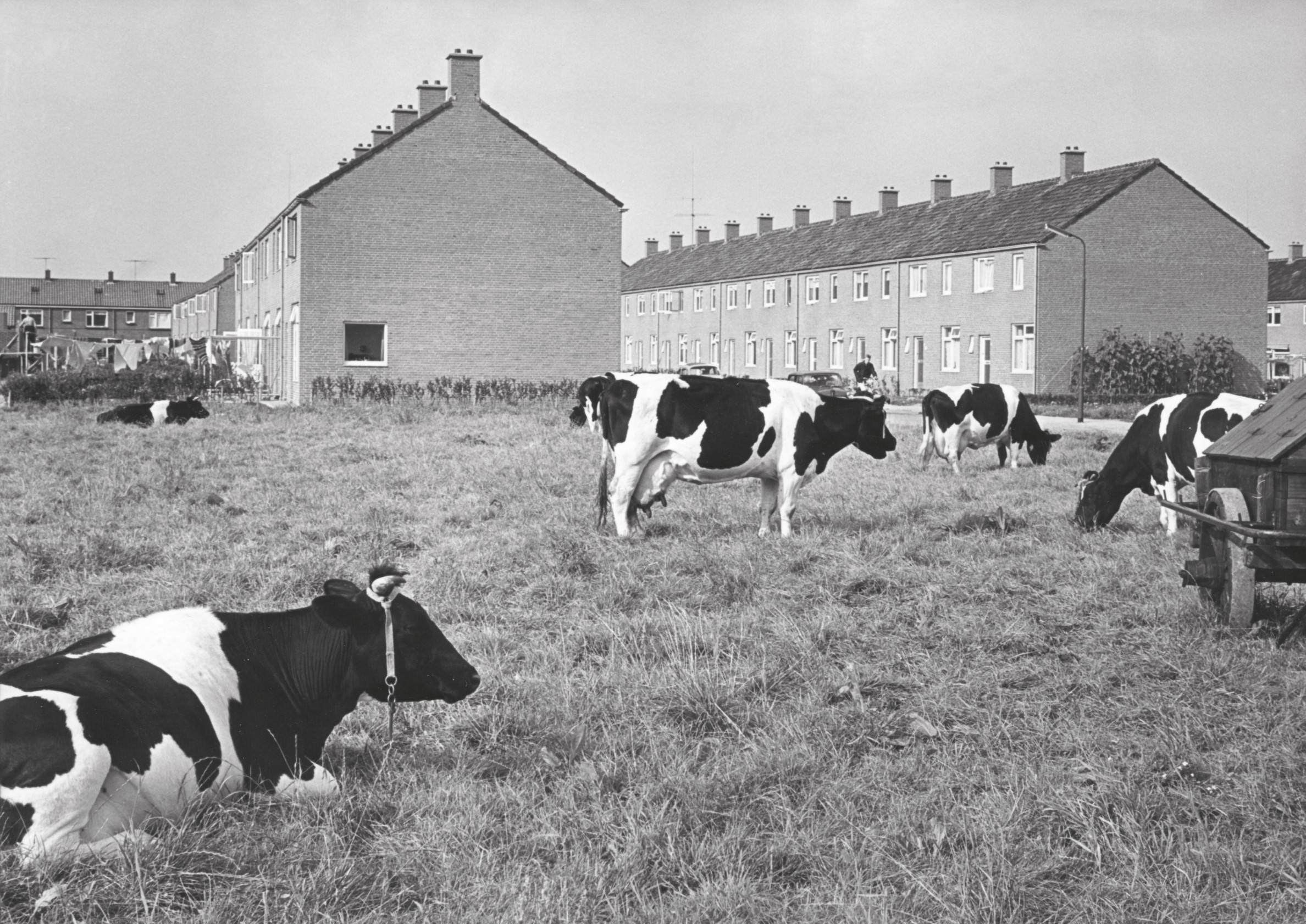 Het nog landelijke Plan Noord. Op de achtergrond de Violenstraat.